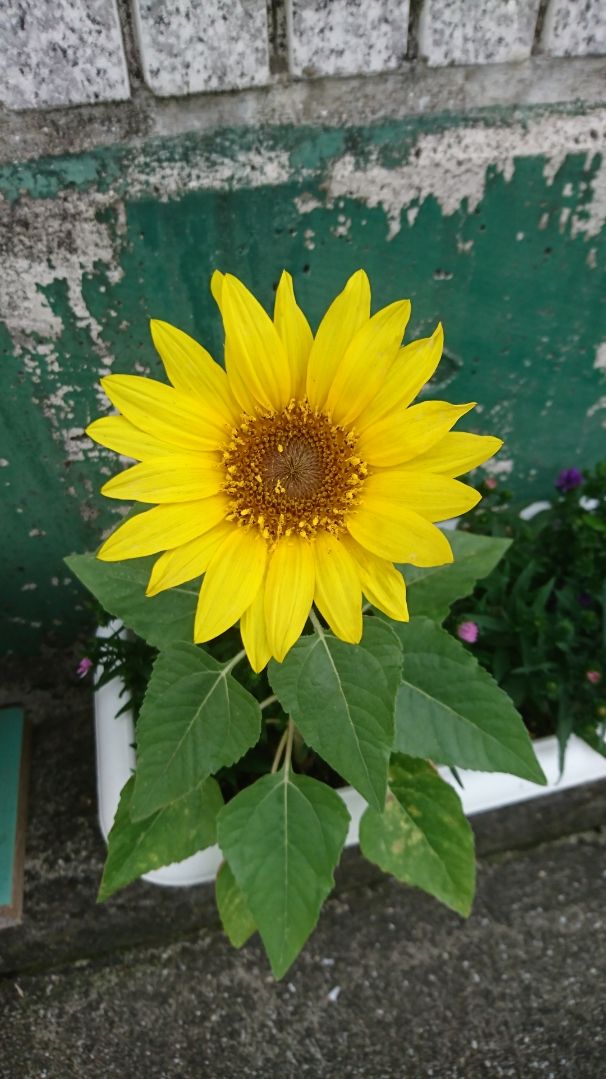 ミニひまわり 種を撒いた覚えは無いのですが、一輪だけ芽が出て来て 綺麗な花を咲かせ