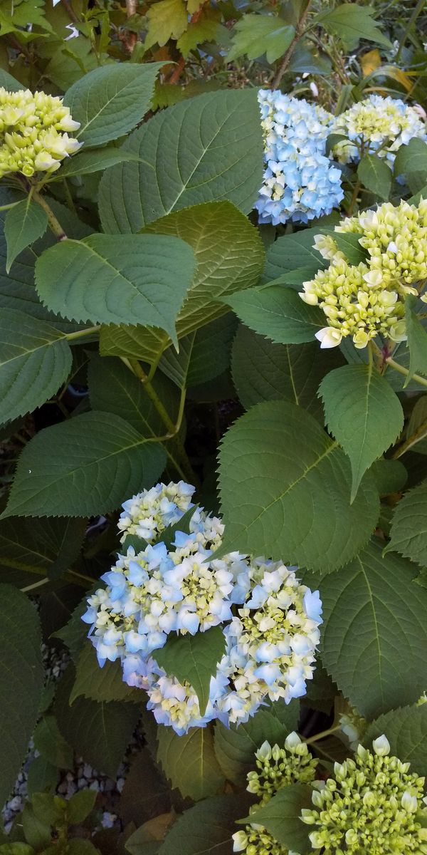 水色の紫陽花