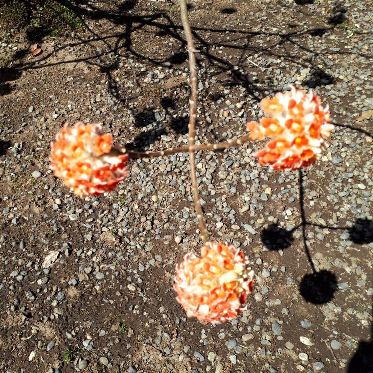 ミツマタの写真 by かぼちゃぷりん 「アカバナミツマタ・赤花三椏」  枝が3つに分かれ