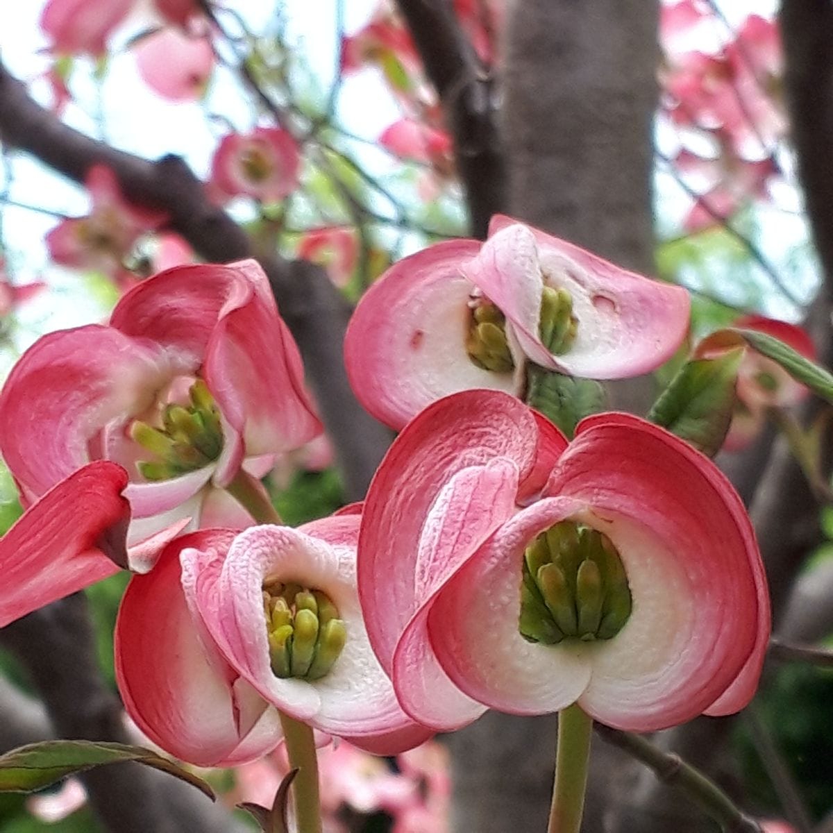 ハナミズキの写真 by かぼちゃぷりん 「ハナミズキ」 花言葉・・・おだやかな心  花言