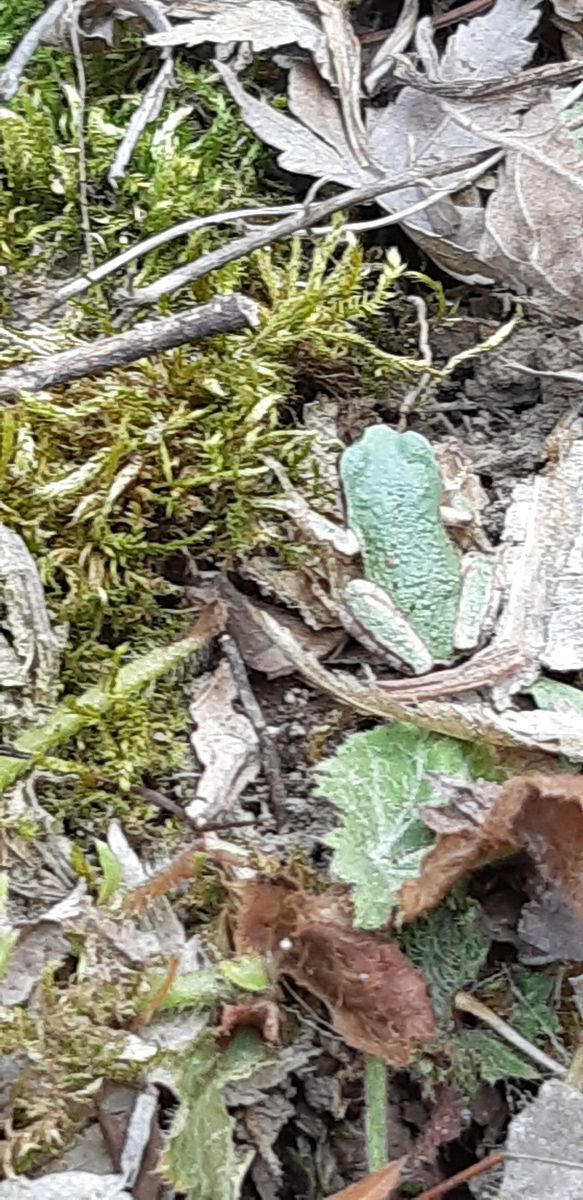 庭の草とりしてる時に 今年初めて見たカエルさん🐸