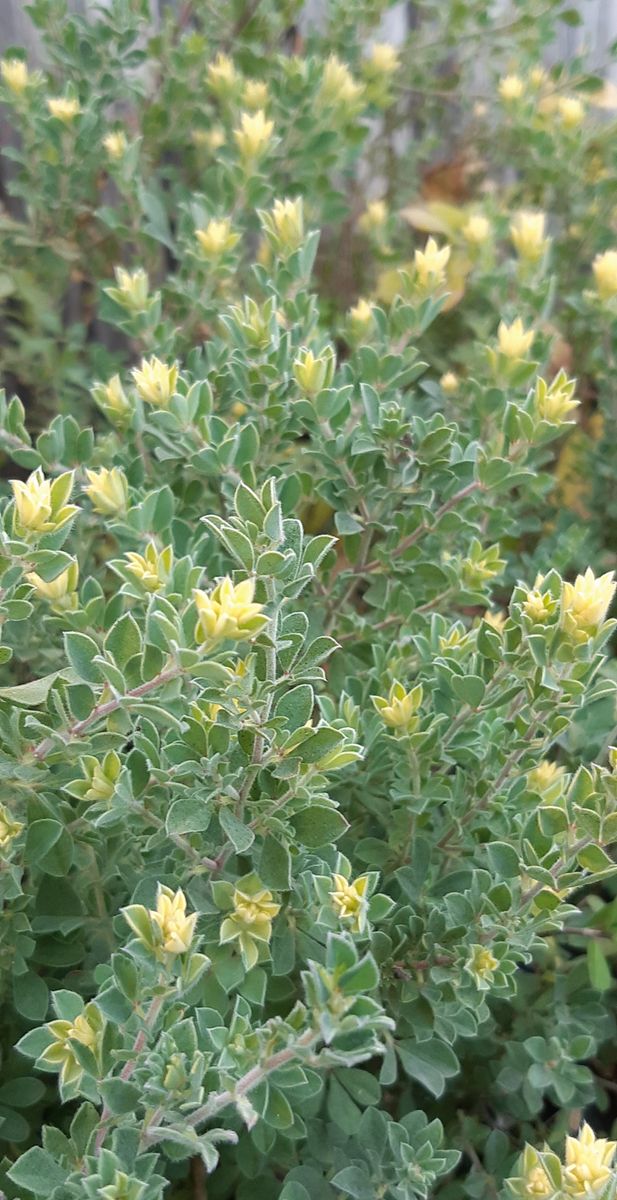 ロータスブリムストーン。 地植えにしてからずいぶん株が大きくなりました👍