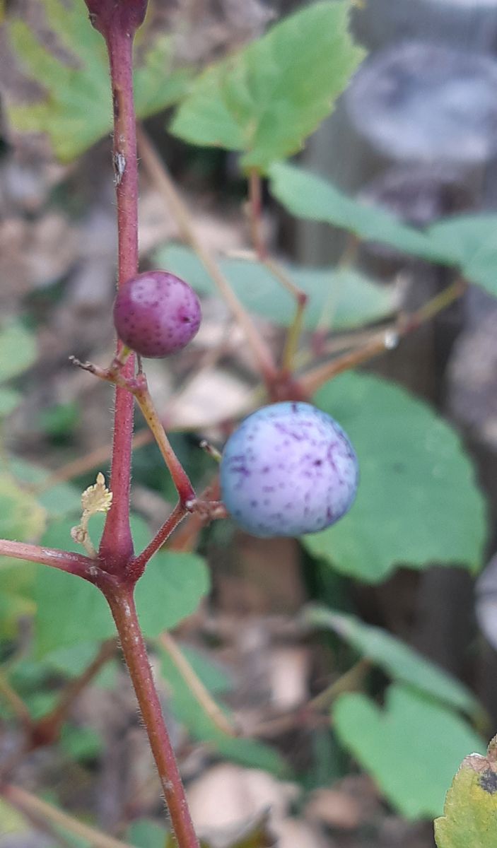 ブドウの苗を植えたつもりでしたが、 先祖帰りしたのか？？ ノブドウになったようです