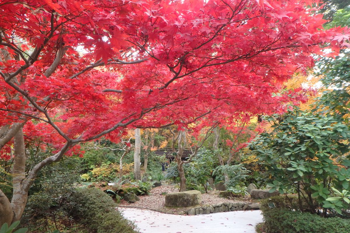 ちょうど紅葉シーズンでとっても綺麗でしたね！赤が綺麗～！（18.12.1もみじ谷にて）