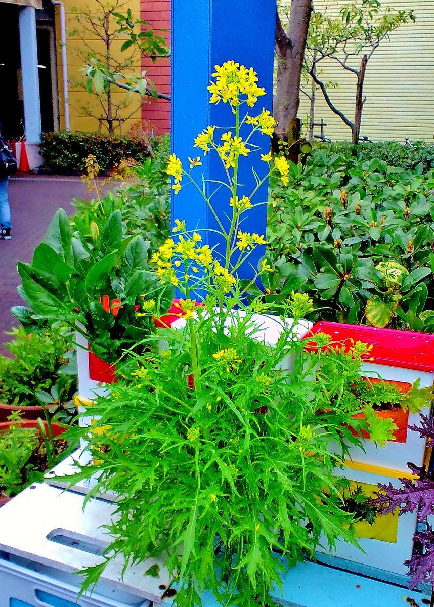 可愛い黄色の水菜の花が咲きました。