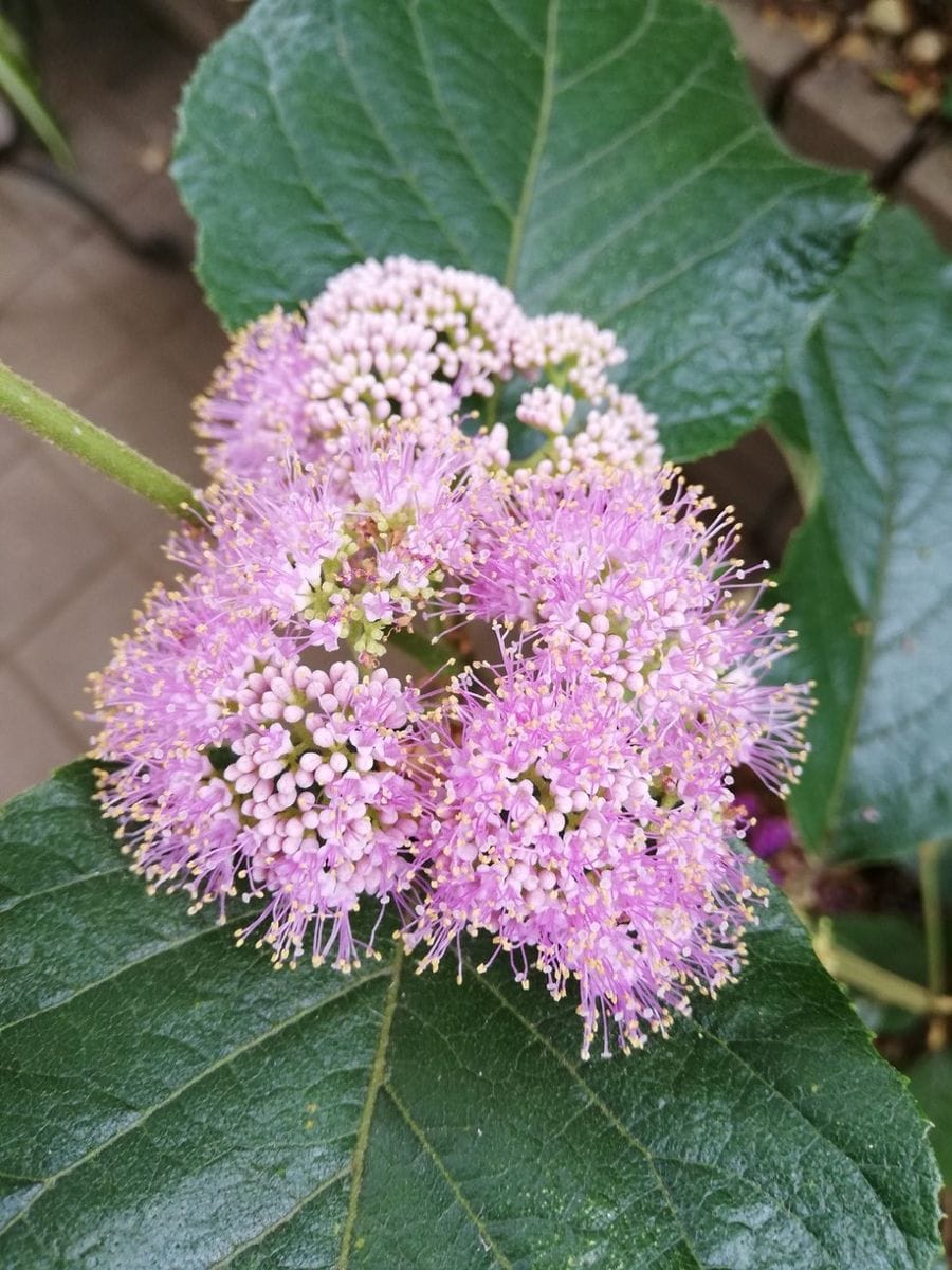 紫式部 中吉小吉（なかよしこよし）にお花が咲いてきました