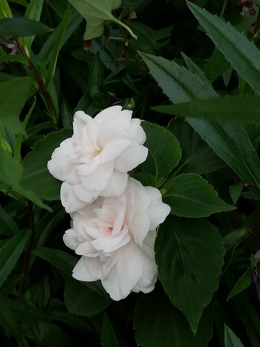 花壇に植えた八重のインパチェンス、咲いてきました 淡いピンク色