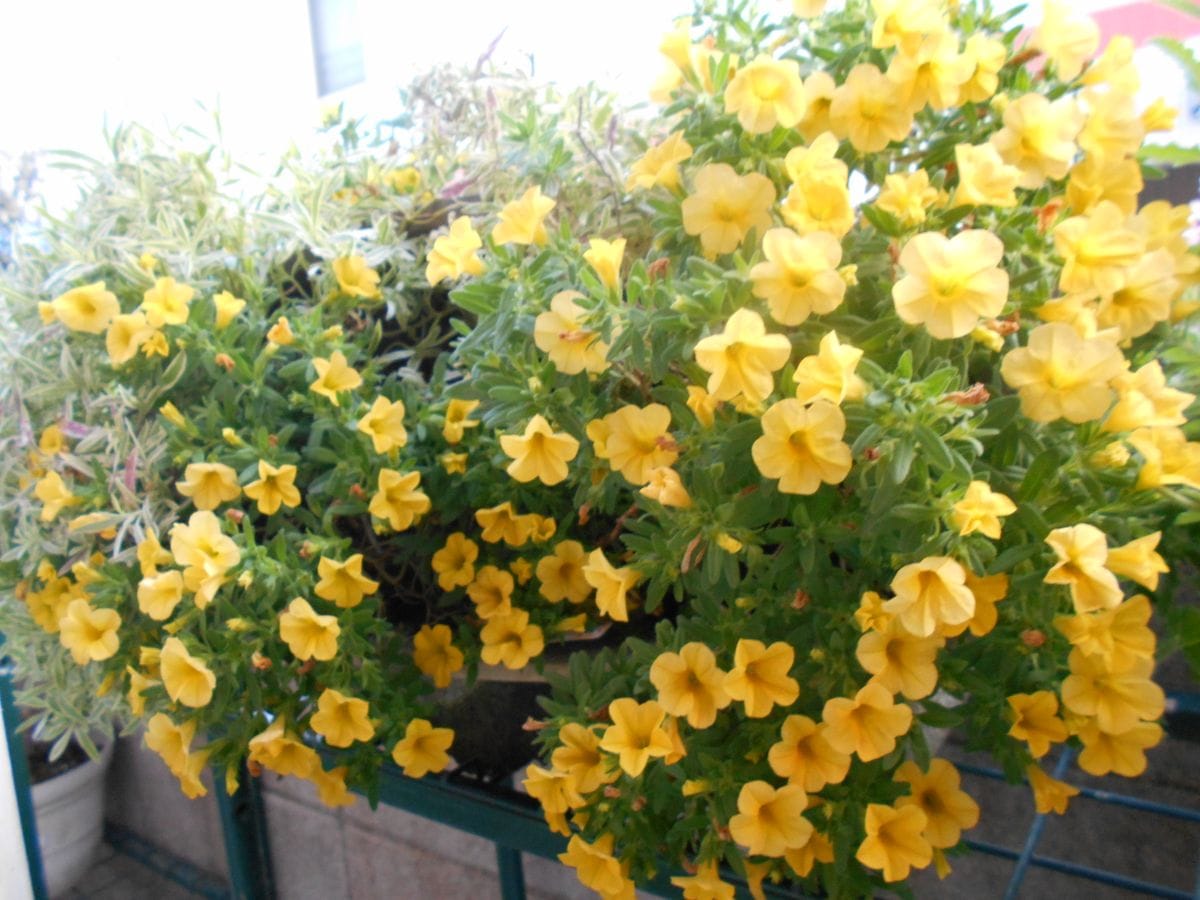カリブラコア サンバの黄色がたくさん咲いてくれました