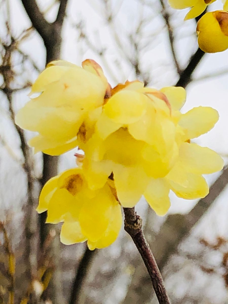 ロウバイの写真 by masaさん ロウバイ  # Chimonanthus praecox