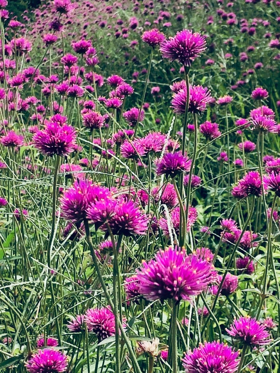 千日紅・ファイヤーワークス  # Gomphrena 'Fireworks'