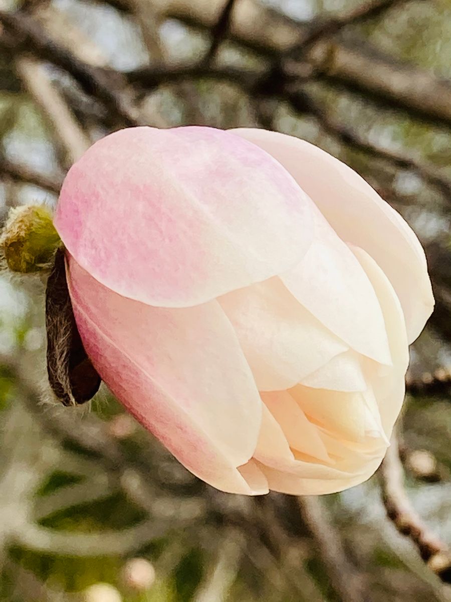シデコブシ・ツーストーンズ  # Magnolia stellata