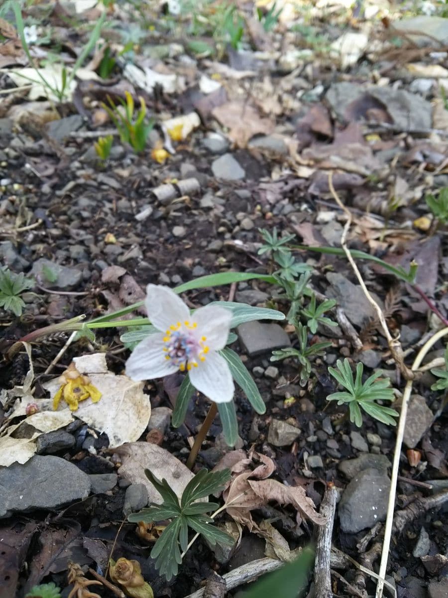 蕚4枚のセツブンソウ🌸 昨年群生地で見つけた１番枚数が少なかったもの💕