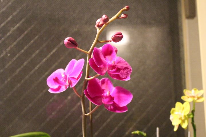 2年振りにミニ胡蝶蘭も開花しました。