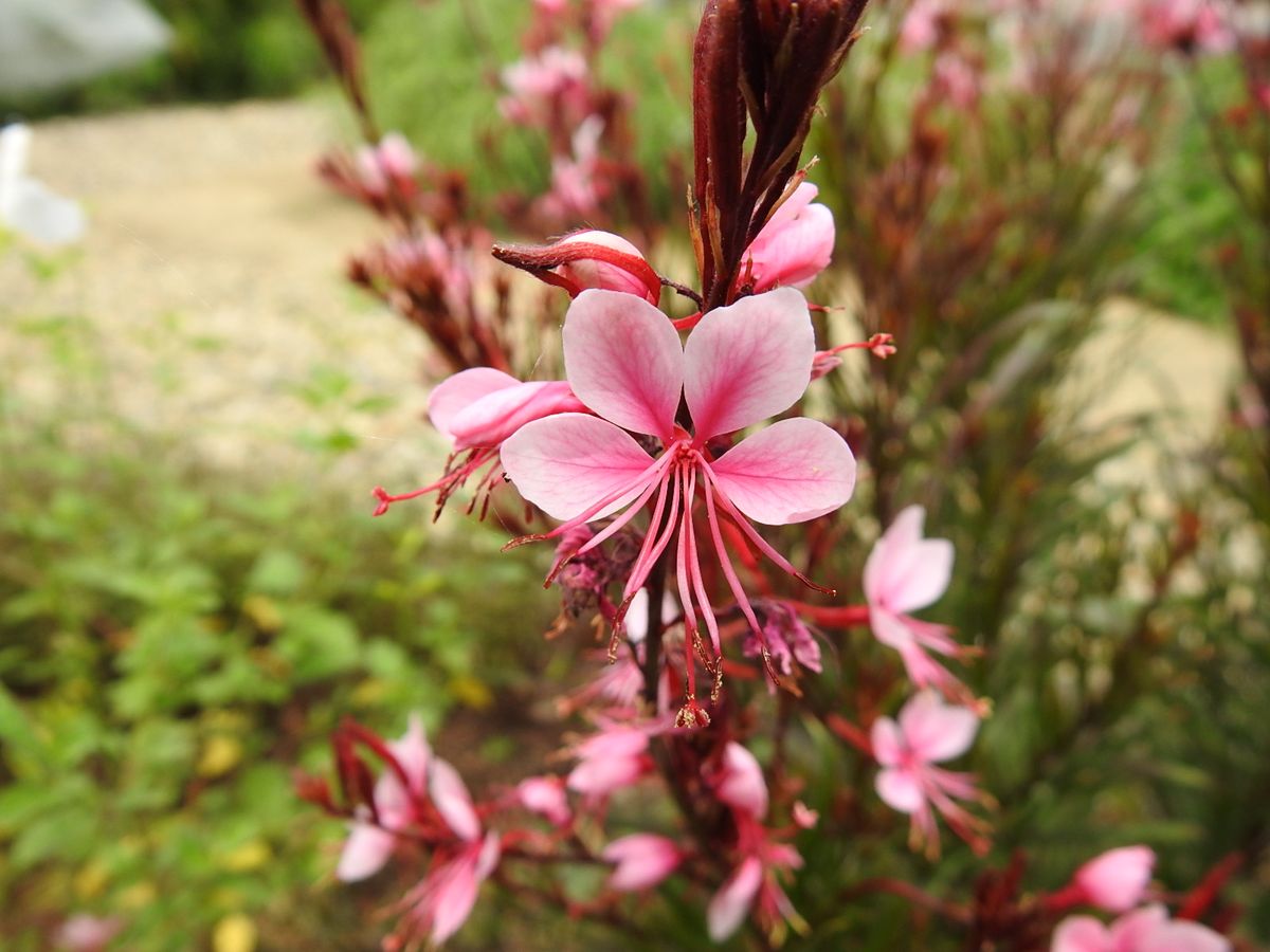 2年目のガウラです。 ピンクの小花がカワイイ～  2019.6.18