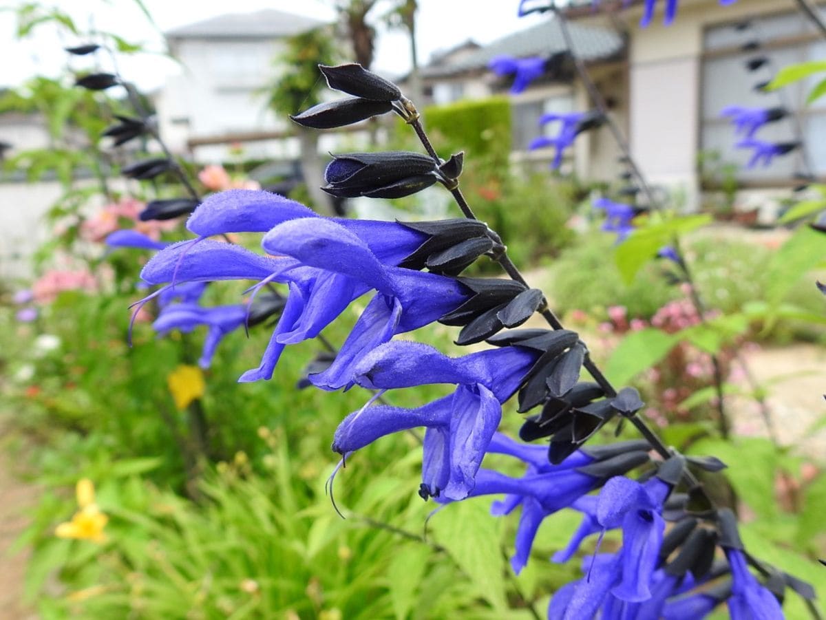 サルビア・ガラニチカ。 黒い蕚と濃い青紫の花が綺麗です。  2019.6.18