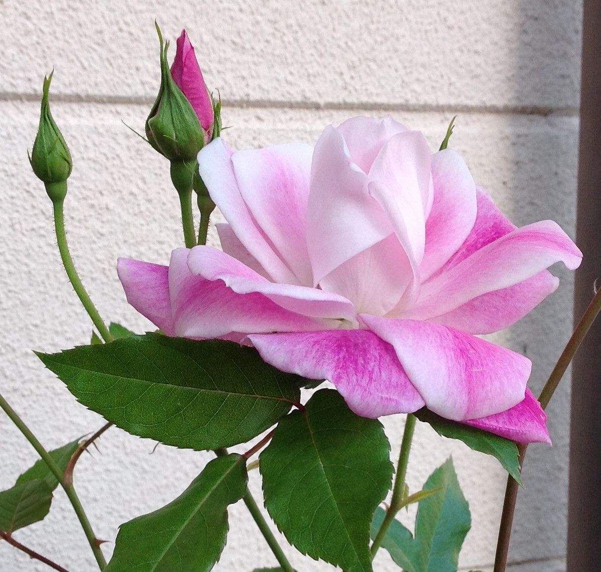 ①19/4/16 バラ「ブリリアント・ピンク・アイスバーグ」の色合いがピンクに白の混合が