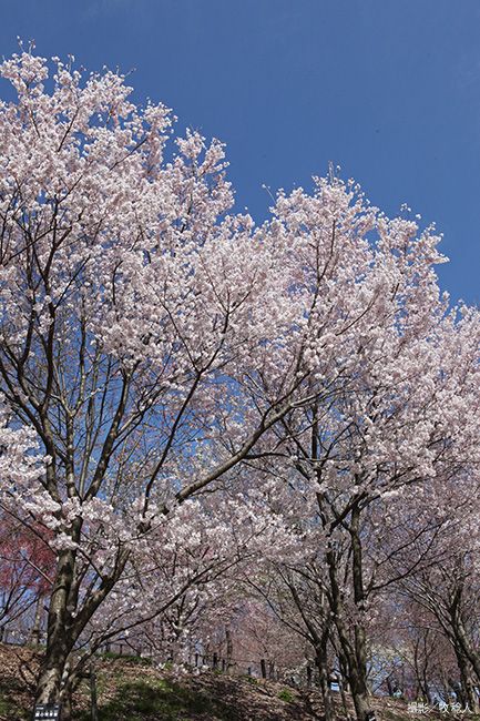 越の彼岸桜（こしのひがんざくら）【栽培品種】