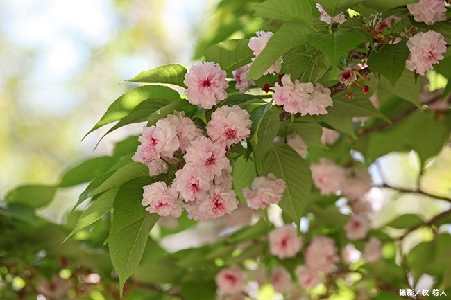 兼六園菊桜（けんろくえんきくざくら）【栽培品種】