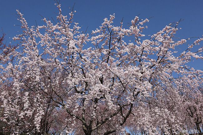 糸桜（いとざくら）【栽培品種】