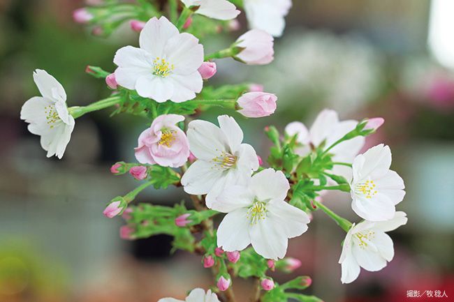 御殿場桜（ごてんばざくら）【栽培品種】