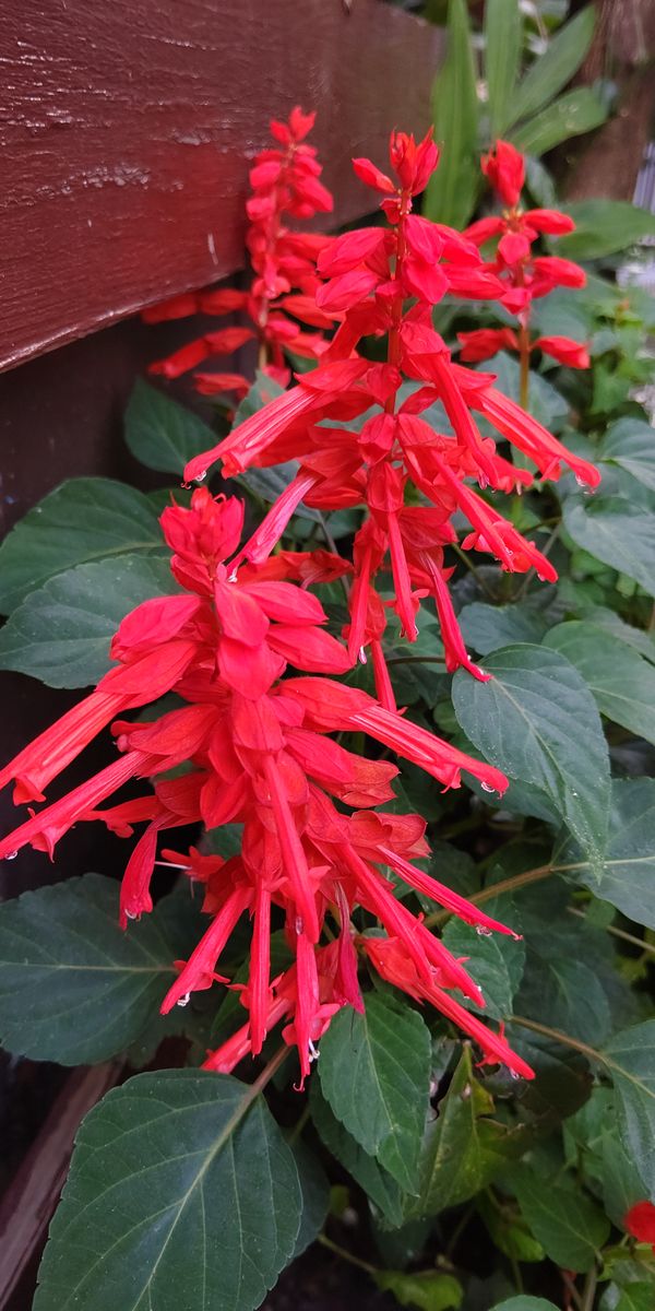 サルビア。 切り戻しして再びの開花🎵 一年草だけどまだ元気なので様子見～(^o^;)