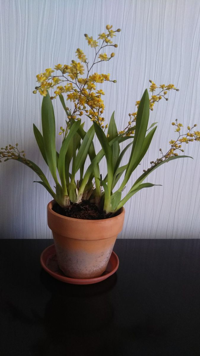 オンシジウム ゴールドダスト  花茎5本です。 毎年安定して咲いてくれます(^-^)  展示