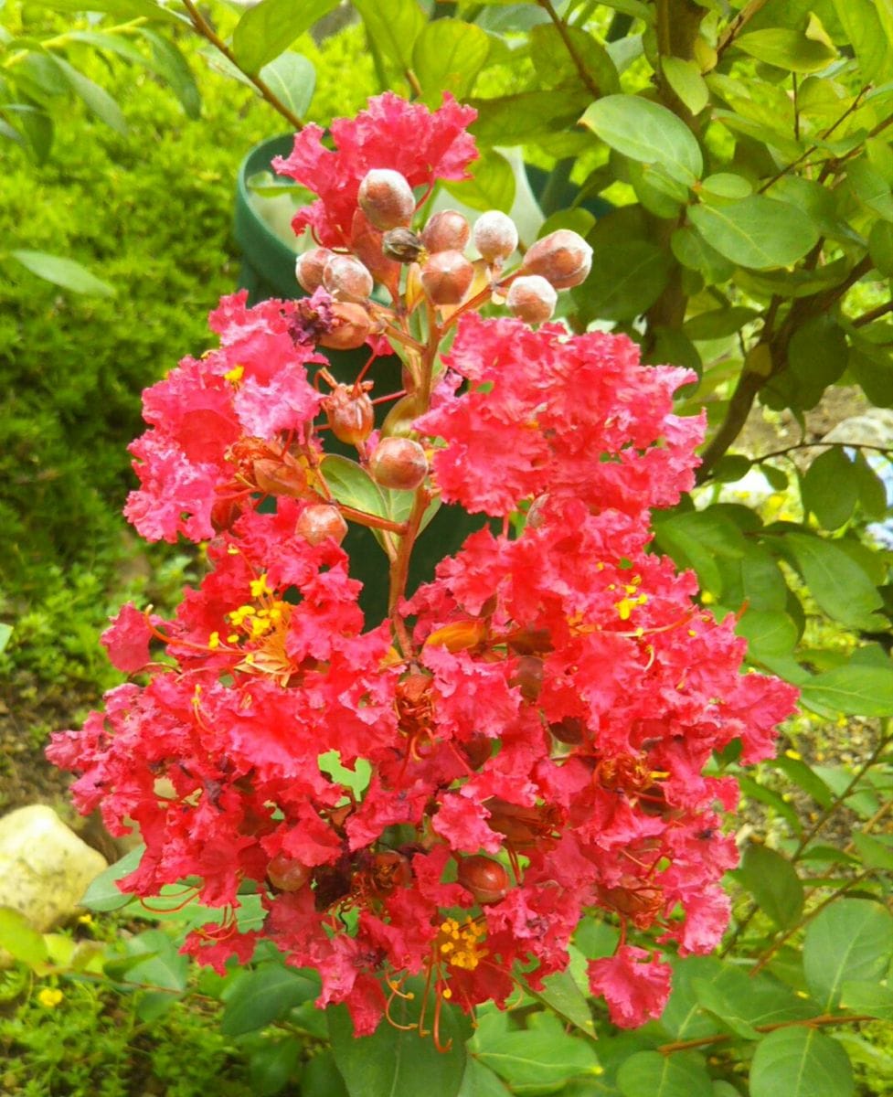 サルスベリ「ペチートレッド」 地植にしても小さいままでよく咲いてくれます。