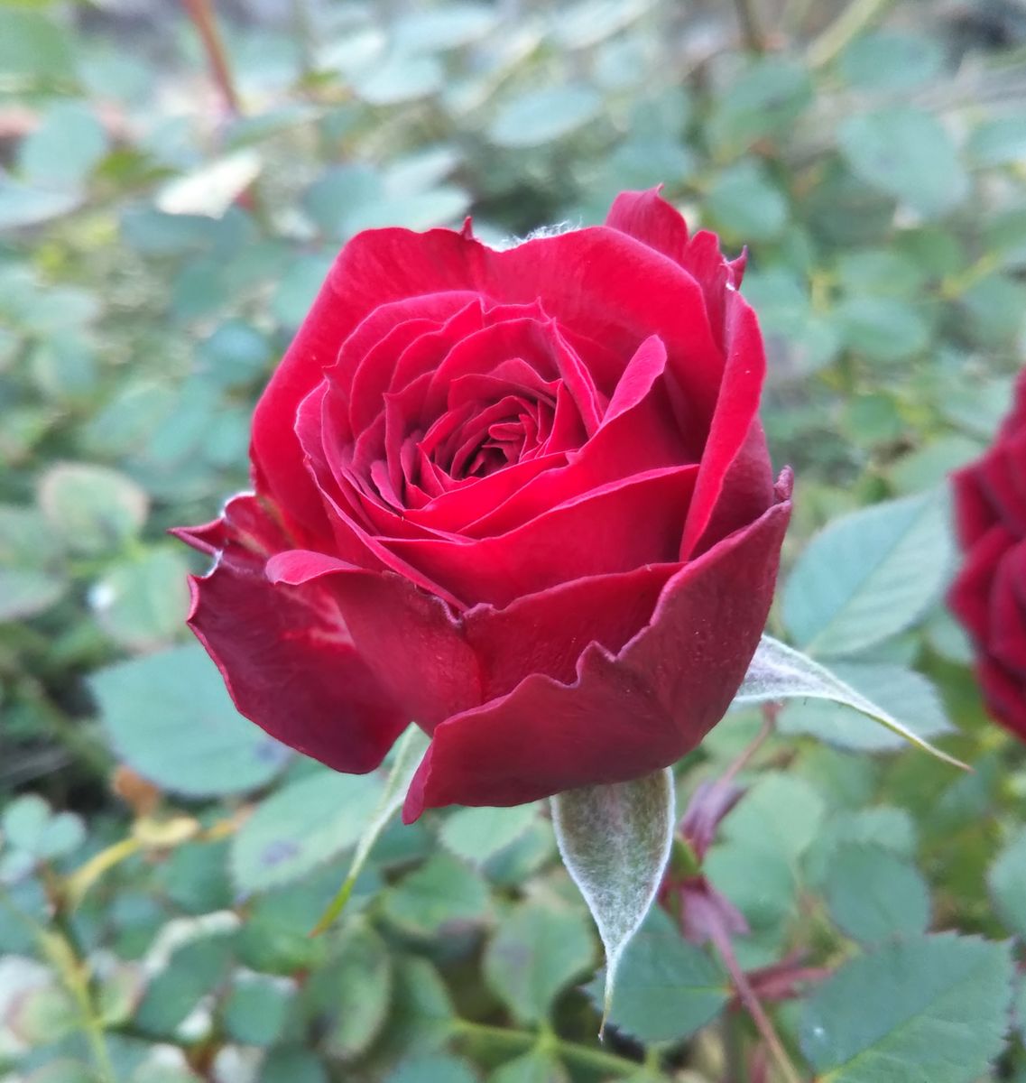 ミニバラ 庭の地植え2🌹  鉢植えから庭の地植えに変更して1ヶ月が経ちました。枝が広が