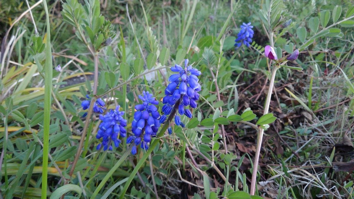 ムスカリの写真 by あけマサ 畑の畦道に、雑草に紛れてムスカリが。  2019.4.17