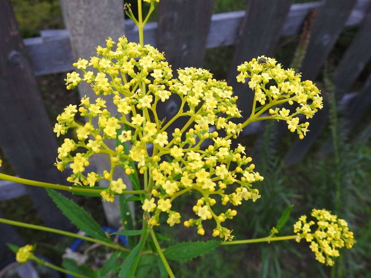 オミナエシの写真 by あけマサ 鮮やかな黄花。オミナエシです。 今年は1本だけしか育