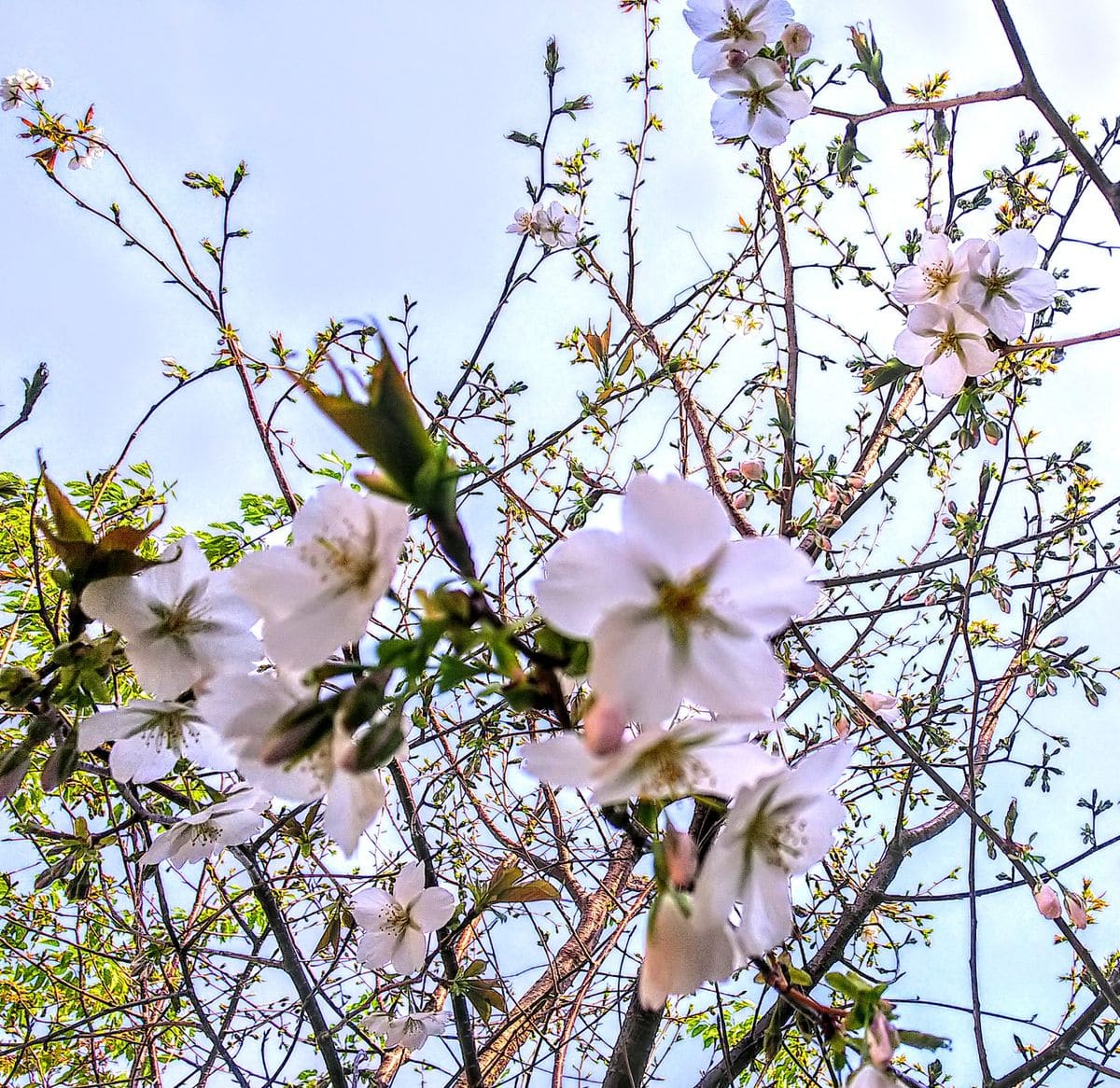 裏の土手に植えた山桜