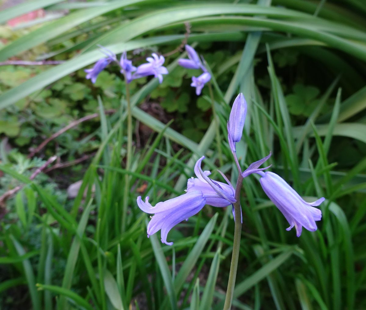 ブルーベルの花が咲き始めました。 ４月１８日。