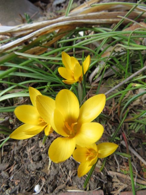 クロッカスの花が増えました。