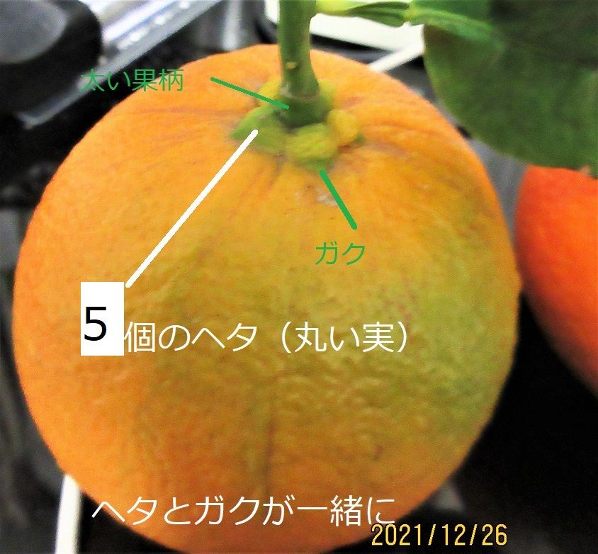 「橙」が「代々」と言われる説 ①ひとつは、【回青燈】緑⇒橙⇒緑と変化する。 ②ふたつ目