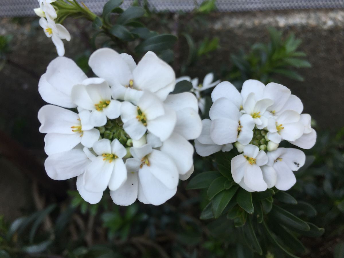 日陰に植えている。 芽がでるか心配してたが元気そう。 白が際立ってとっても綺麗。