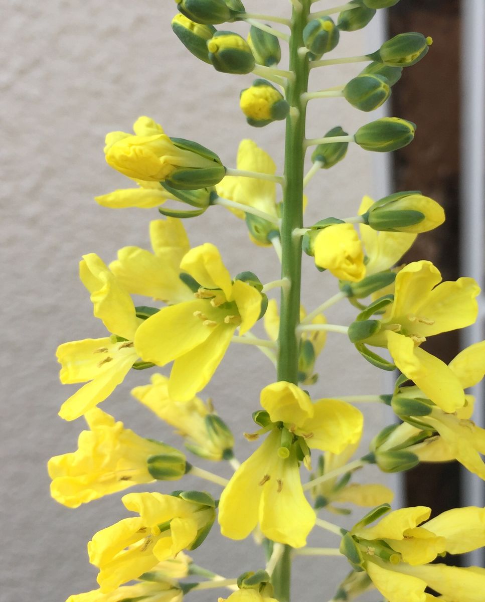 菜の花ではないけど菜の花みたい^_^