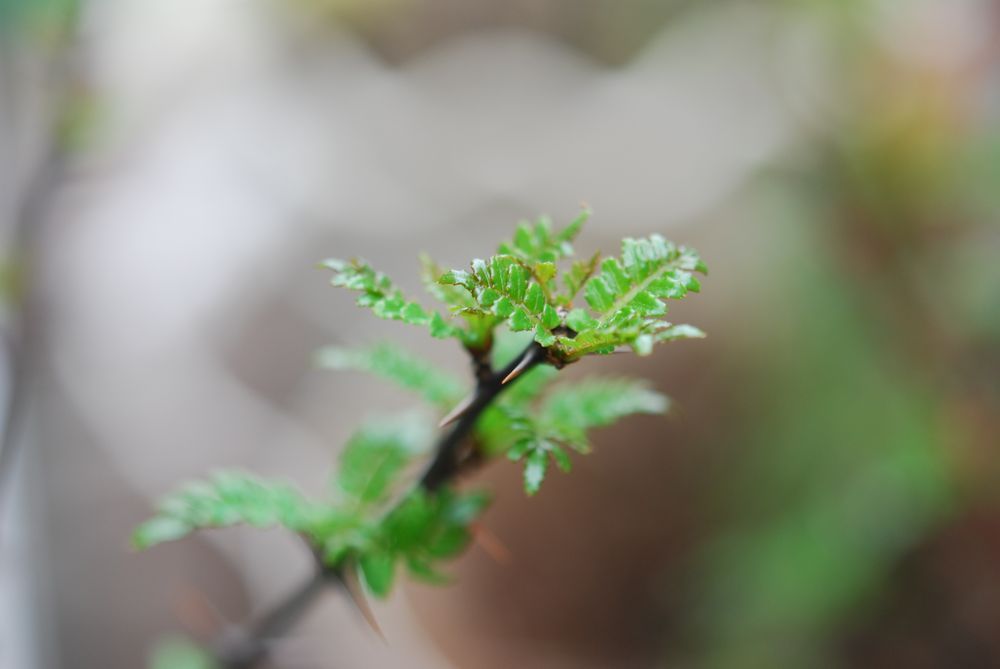 あーがりめさーがりめ山椒の芽♪