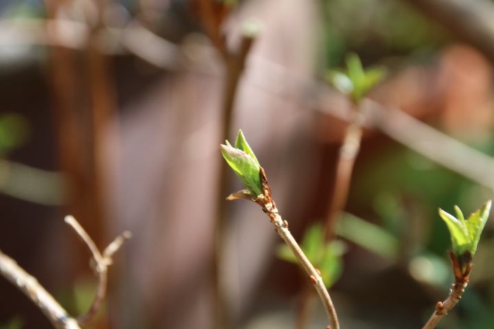 私の小さな雑木林🌿 山あじさいの可愛らしい新芽です😌