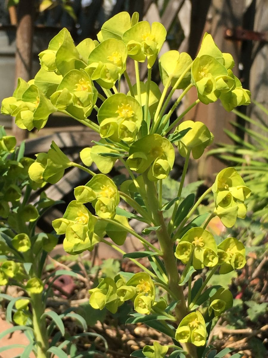 ユーフォルビア カラシアス ウルフェニー  お花が咲き進みました。