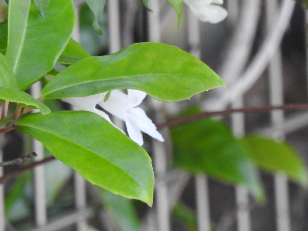 昨日見かけたアサリナ。   白いお花です。