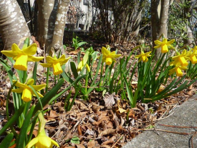 スイセン（2019年3月10日撮影）庭にて