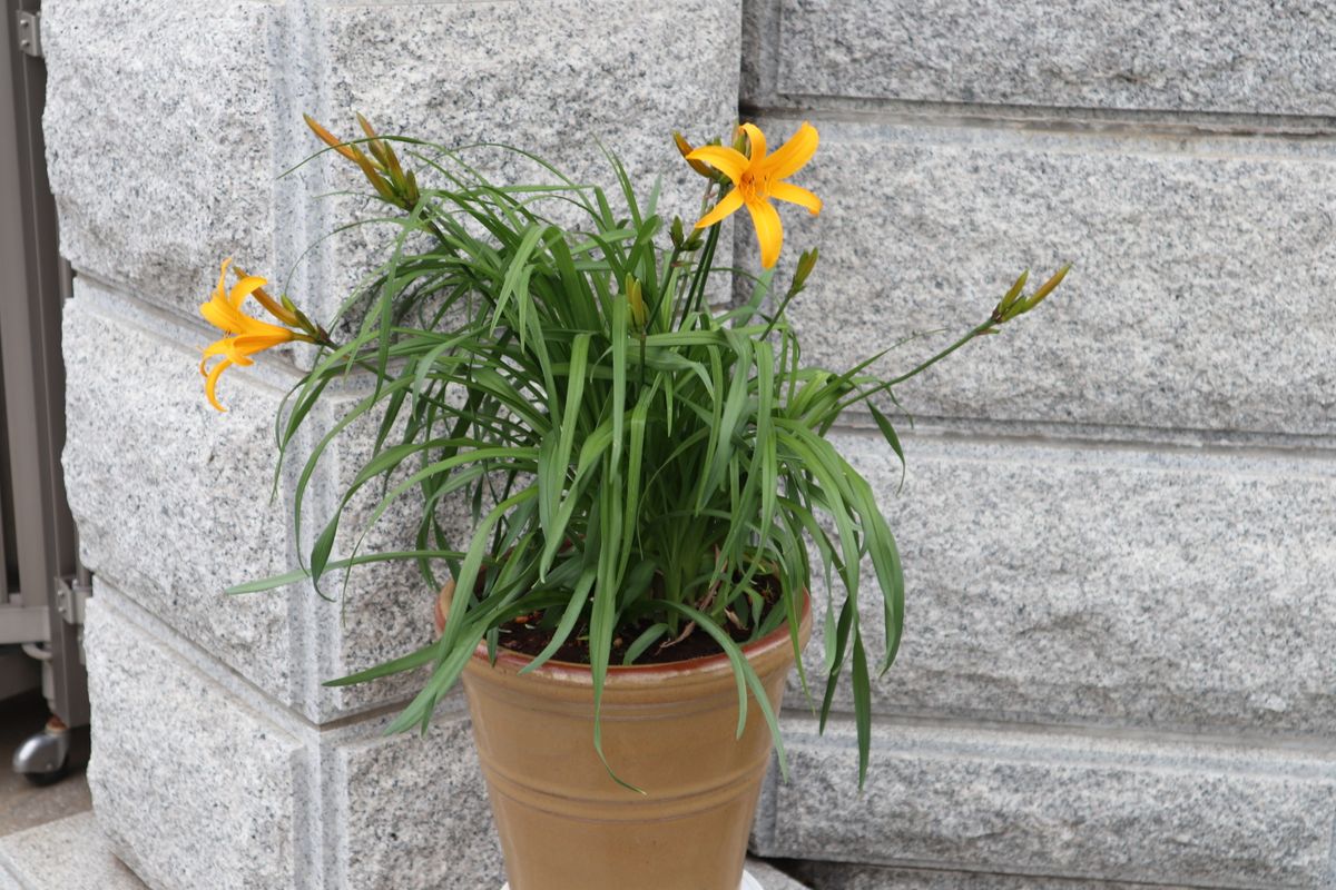 鉢植えのカンゾウキスゲ開花しました、一日の短い間のみの開花です次から次へと咲きま