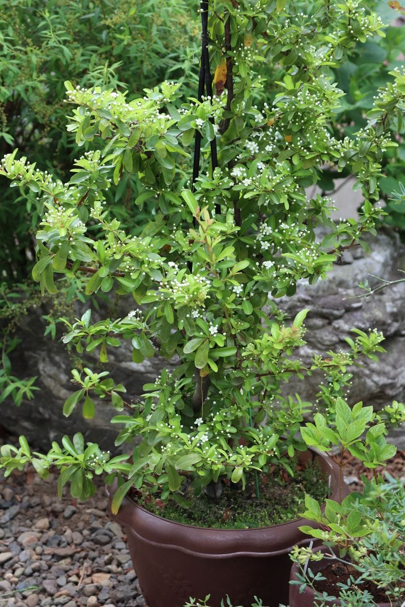 鉢植えのピラカンサ、魅力的な可愛い花