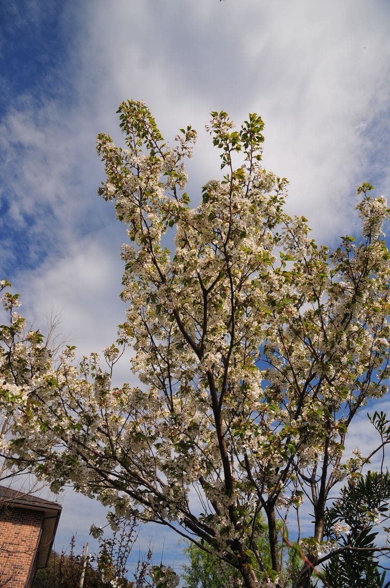 大島桜 桜餅の葉っぱの桜は花も匂いがします。