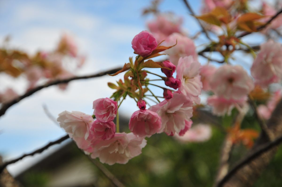 一葉 この花びらの真ん中に緑のボタンがあります。そこから小さな葉っぱが一枚出てく