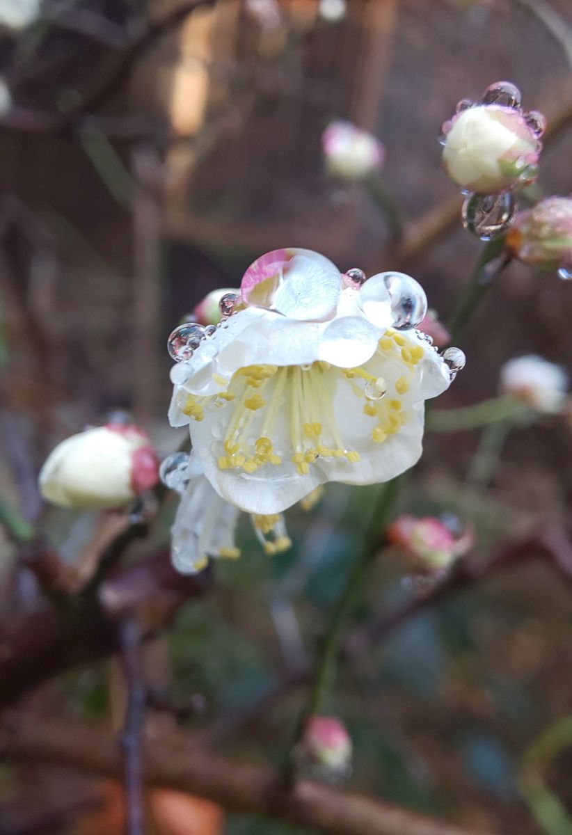 雨上がり✨雨粒がキラキラです✨