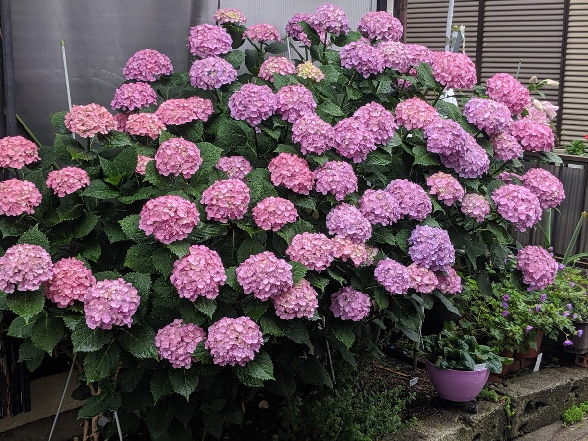 雨にアジサイは似合いますね