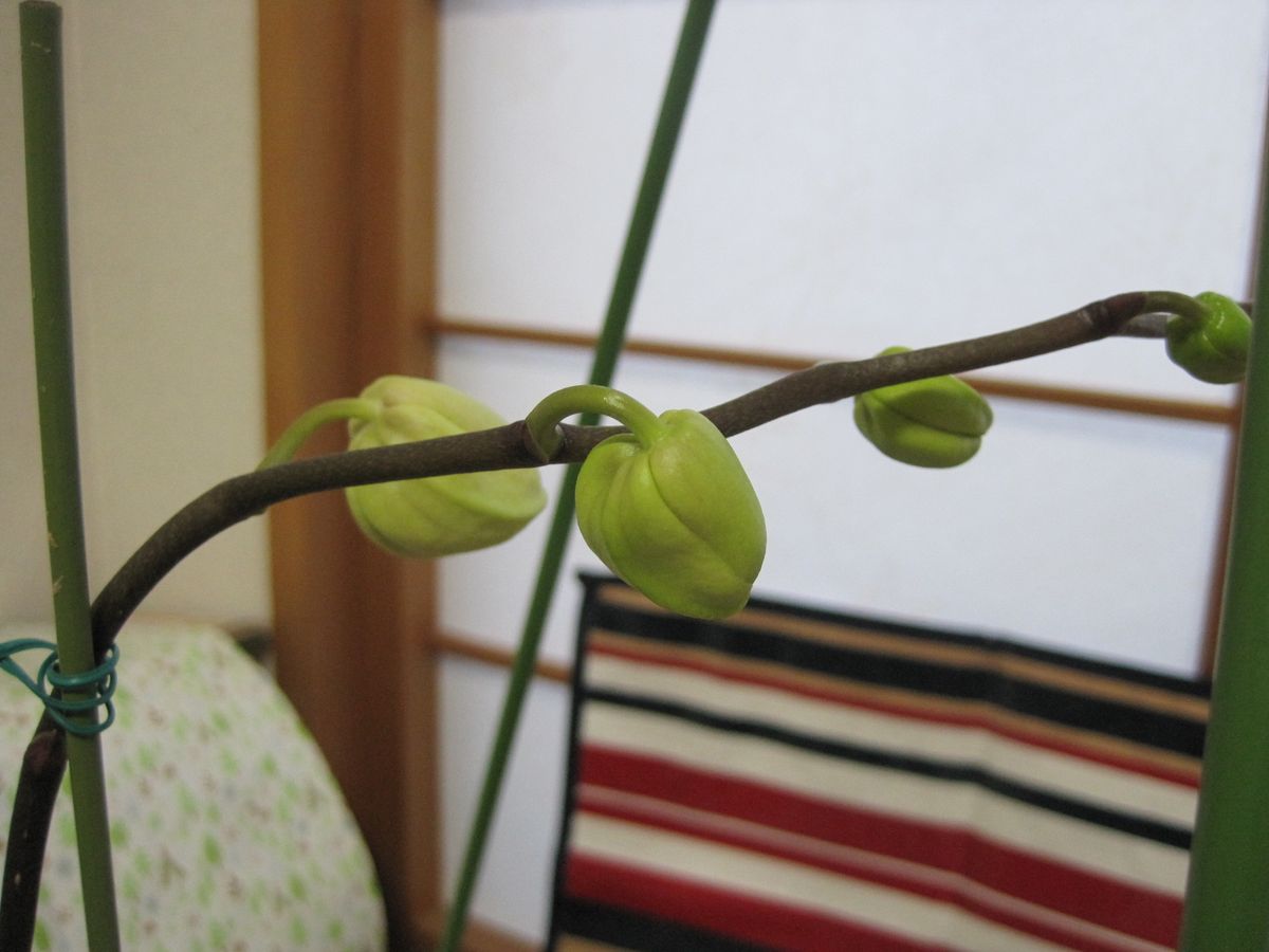 ３月２１日のコチョウラン、二枚目です 咲いても良さそうだけど、もうちょっと大きく