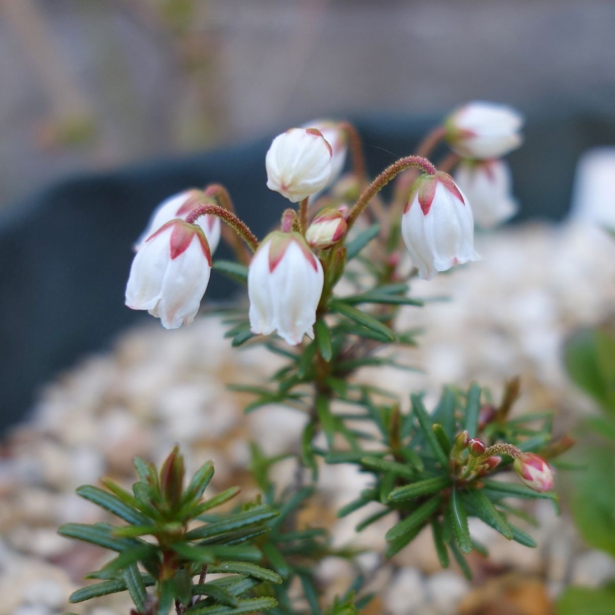 ナガバツガザクラです。 高山に生えるツツジ科の小低木です。釣鐘型の花が可愛いです