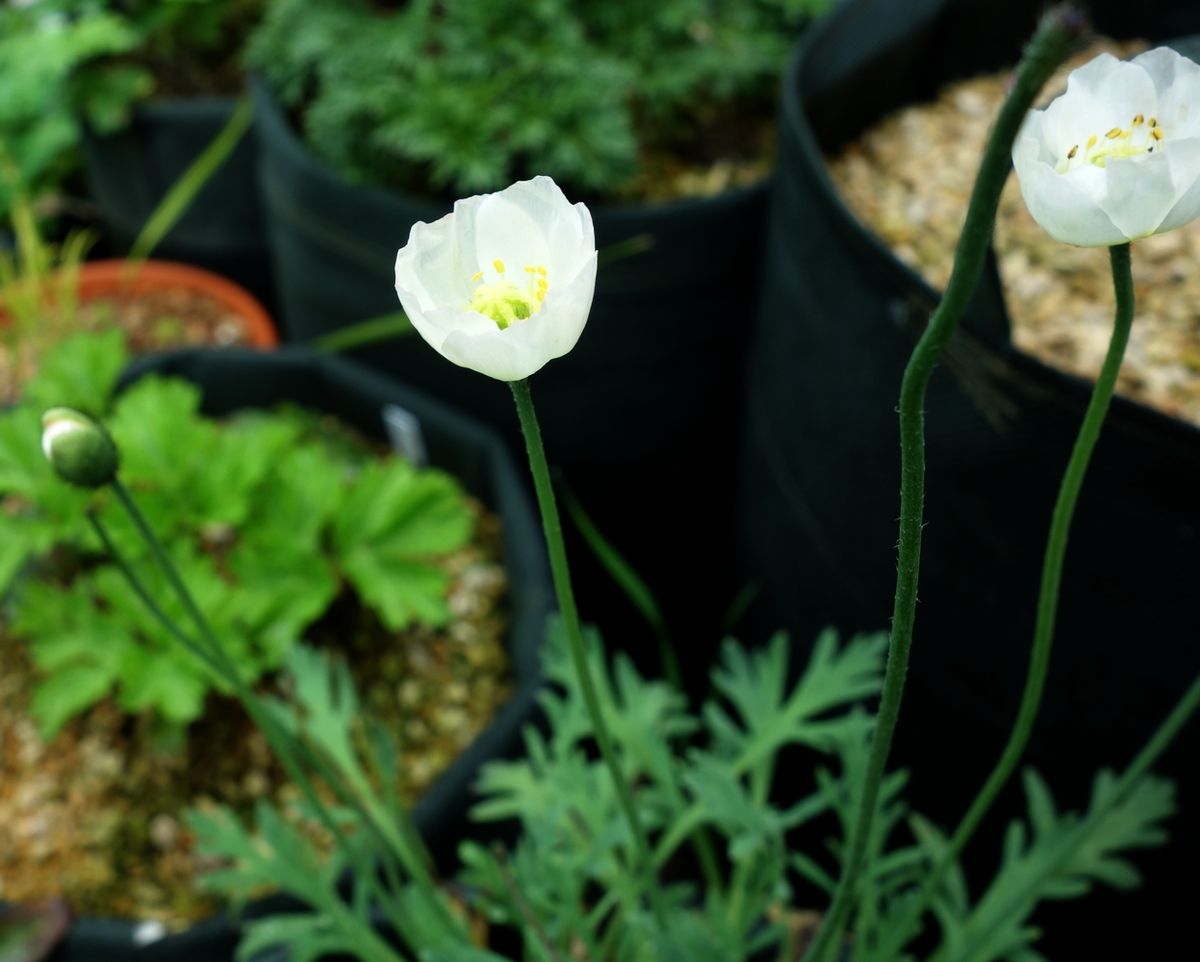 アライトヒナゲシです。千島に分布するヒナゲシで、白い清楚な花を次々と咲かせます。